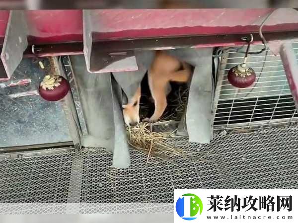 春节归家奇遇记友车内满载爱犬带窝共赴团圆路