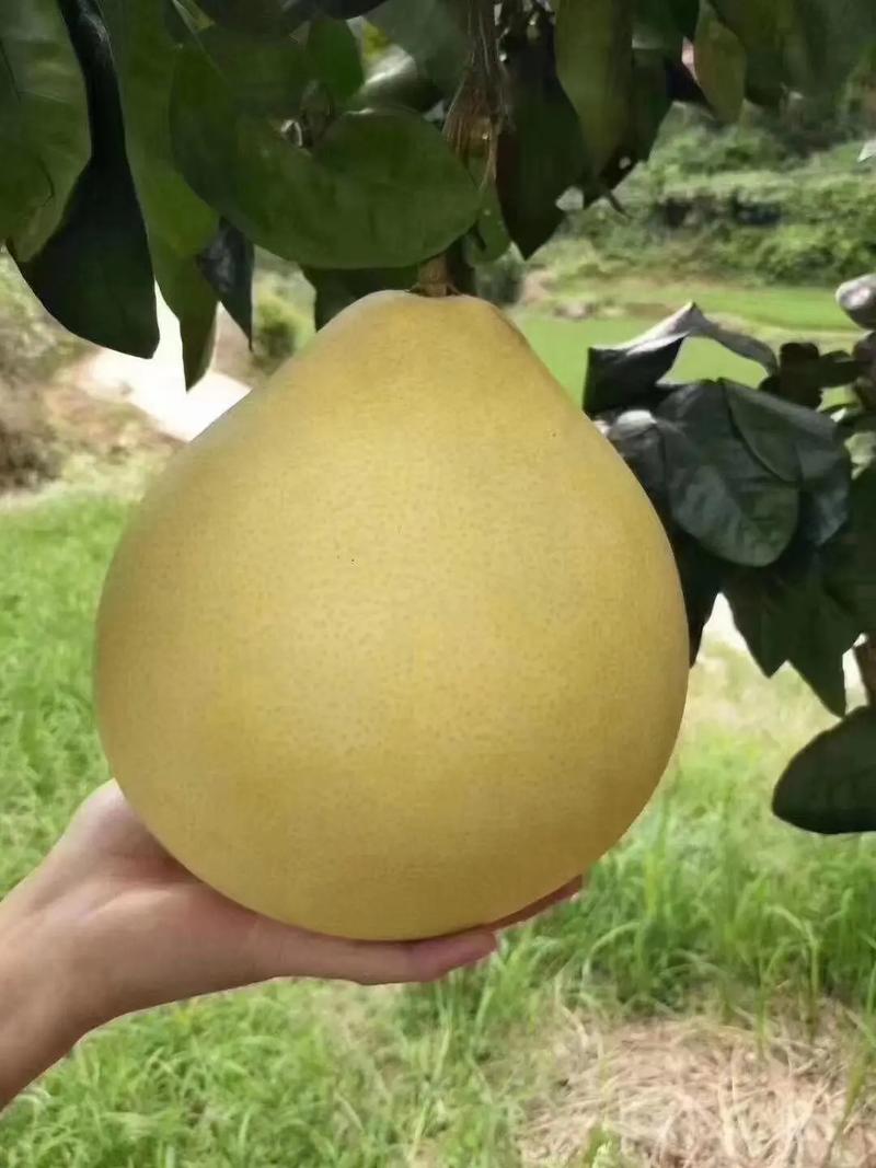 蜜柚1.6.6